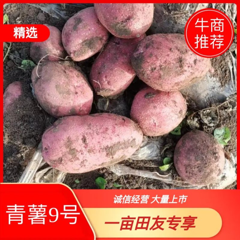 青海青薯9号土豆大量上市，品质保证，量大从优，欢迎采购