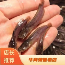 塘角鱼苗/三黄塘鲺/胡子鲶鱼/渔场直供技术指导/存活率高