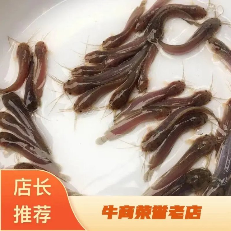 塘角鱼苗，土塘鲺，胡子鲶鱼养殖周期短回效快可以高密度养殖