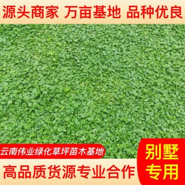 【推荐】精品马蹄金草坪免修剪草坪四私家花园高端小区别墅专用