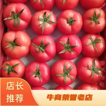 【推荐】西红柿硬粉西红柿量大从优基地直供对接全国