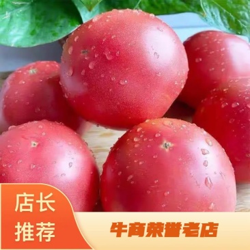 硬粉西红柿量大从优基地直供欢迎采购