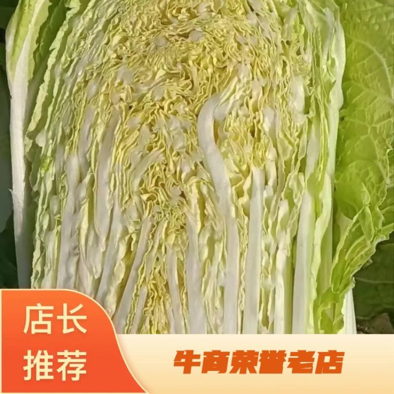 精品优质白菜大量上市品质保证欢迎咨询