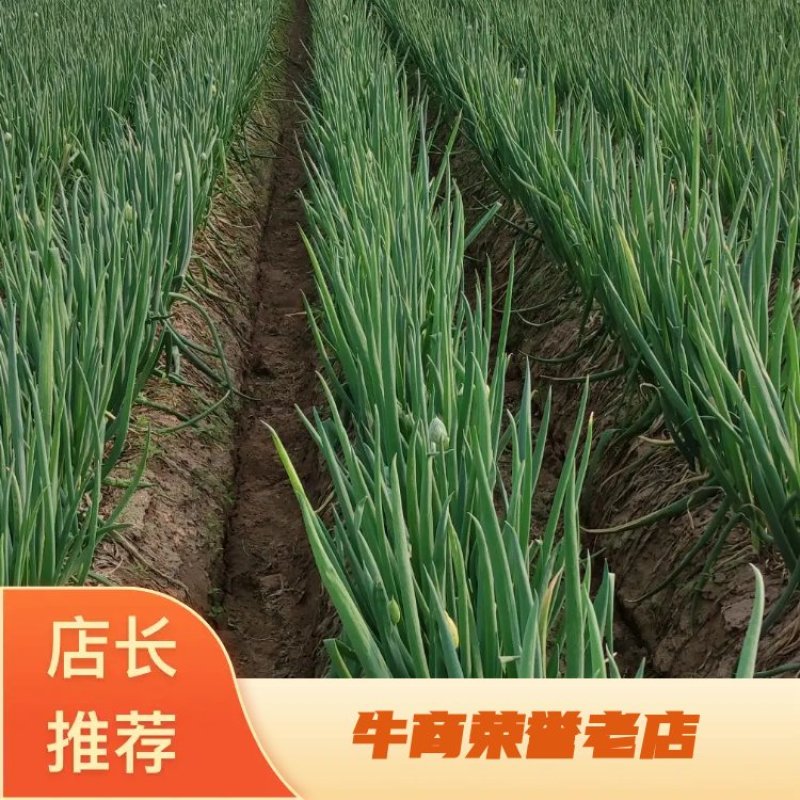 1000亩长白大葱上市，产地直供对接全国市场，商超食品厂