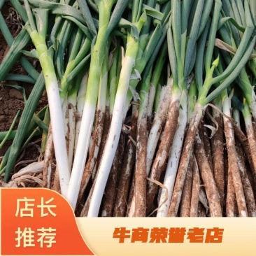 1000亩长白大葱上市，产地直供对接全国市场，商超食品厂