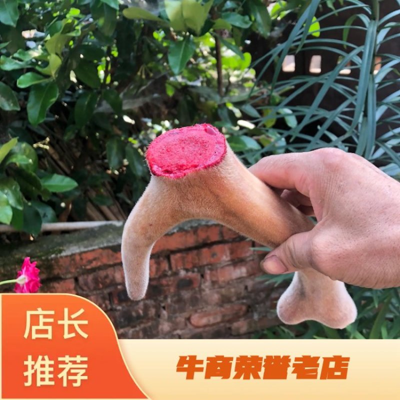 【自养自销】纯种梅花鹿鹿茸鹿茸野草饲养零添加欢迎