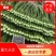【精品】出口尖叶菜心，产地直发，一手货源，诚信商家，欢迎