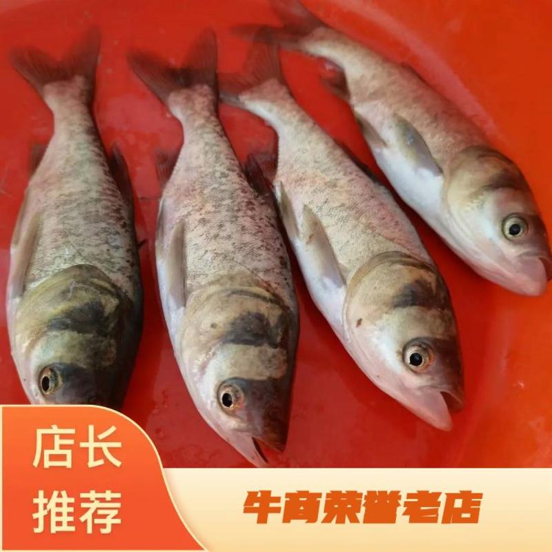 【热卖】鲢鱼苗大量上市了价格美丽货源充足品质保证