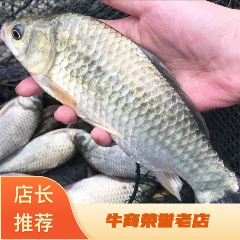 安徽阜阳鲫鱼产地一手货源价格美丽欢迎来电详谈