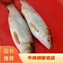 安徽阜阳颍上草鱼现货10万斤品种保证欢迎来电详谈