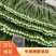 【精品】出口尖叶菜心，产地直发，一手货源，诚信商家，欢迎