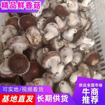 河北大集平台香菇，可对接全国市场，欢迎咨询联系