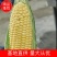 【优质】博罗县甜玉米，大量上市中，诚信商家，质量保证