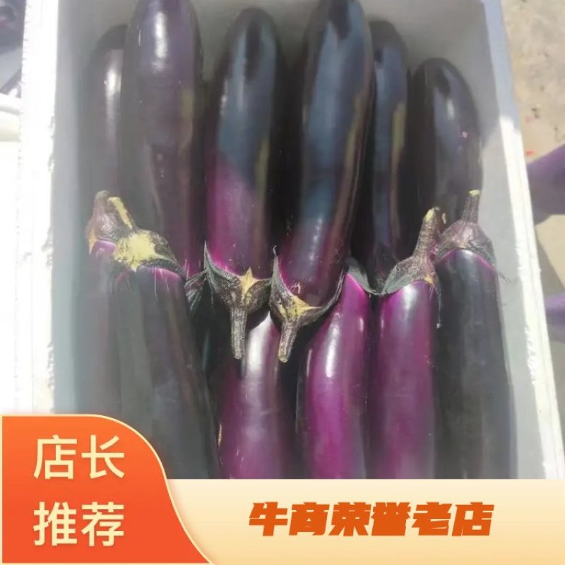 【牛商推荐】精品烤茄，基地直供，对接各级批发商，欢迎采购