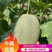 海南哈密瓜晓密25号包熟包甜现摘现发品质保证量大从优