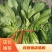 大叶菠菜菠菜大量上市产地发货量大从优欢迎来电