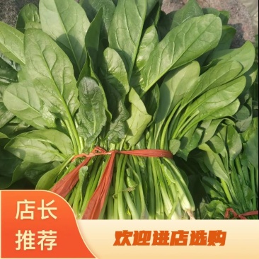 大叶菠菜菠菜大量上市产地发货量大从优欢迎来电