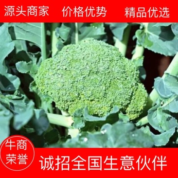 精品西蓝花，产地直供，对接电商，超市，全国发货，欢迎来电
