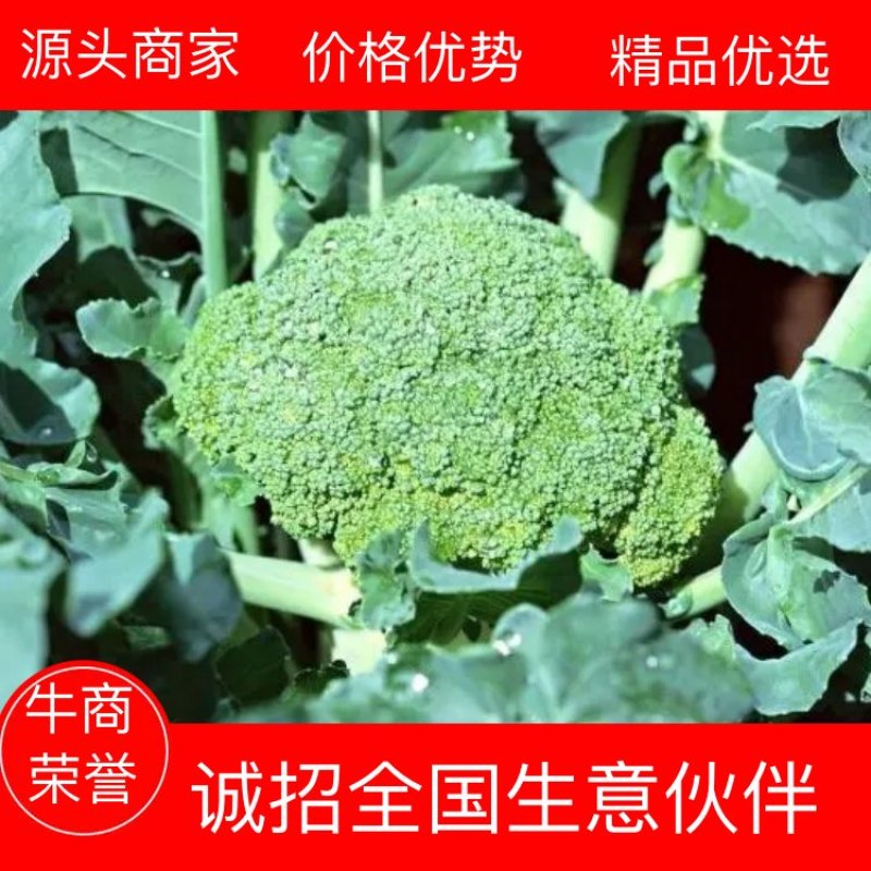 精品西蓝花，产地直供，对接电商，超市，全国发货，欢迎来电