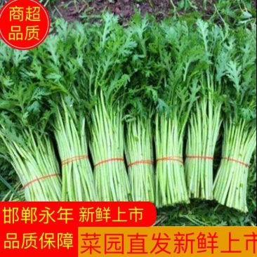 精品茼蒿，产地直发，可对接电商，超市，全国发货，欢迎来电