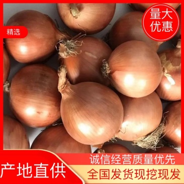 黄洋葱，对接电商，超市，全国发货，欢迎来电！！