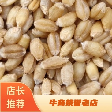 精品小麦基地直供一手货源品质保证诚信经营！