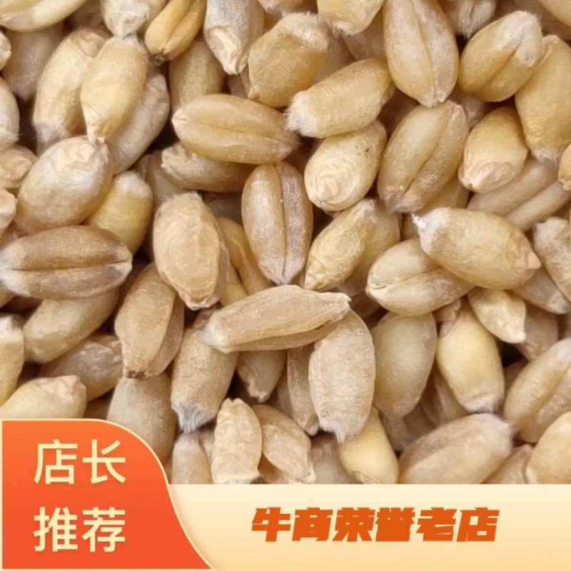精品小麦基地直供一手货源品质保证诚信经营！
