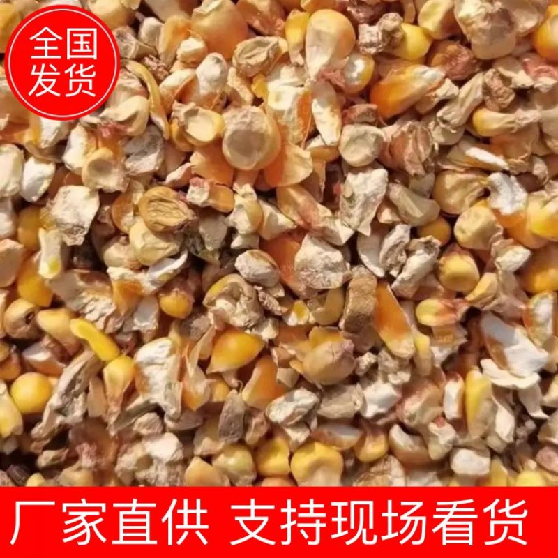 玉米漏净粮养殖碎玉米便宜出售基地直供品质保证诚信经营
