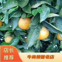 【精品】重庆市长寿区长寿湖产区夏橙大量上市欢迎咨询