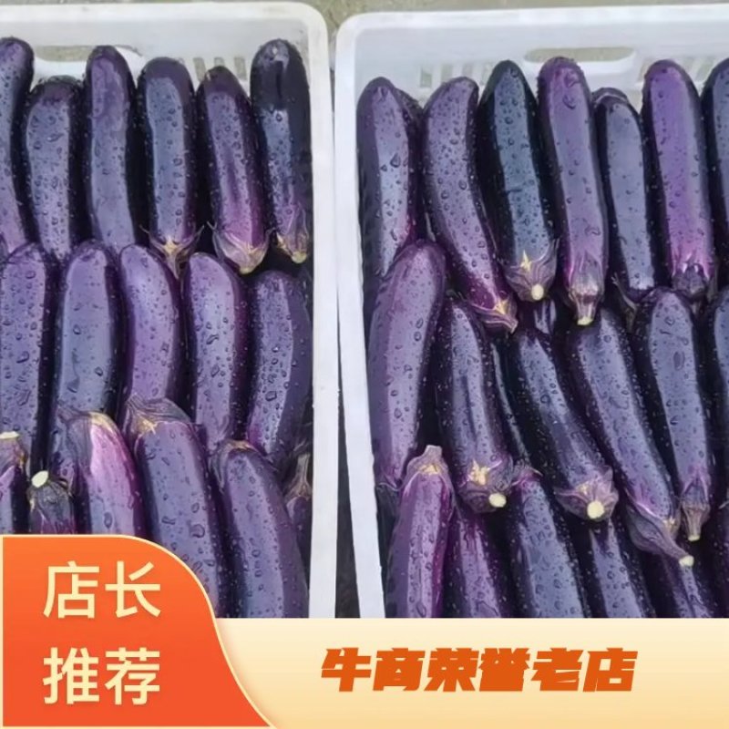 【牛商推荐】精品烤茄，基地直供，对接各级批发商，欢迎采购