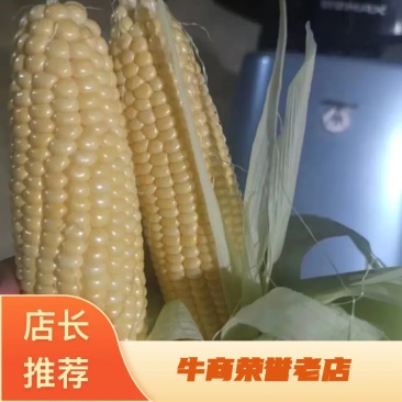【优质】博罗县甜玉米，大量上市中，诚信商家，质量保证