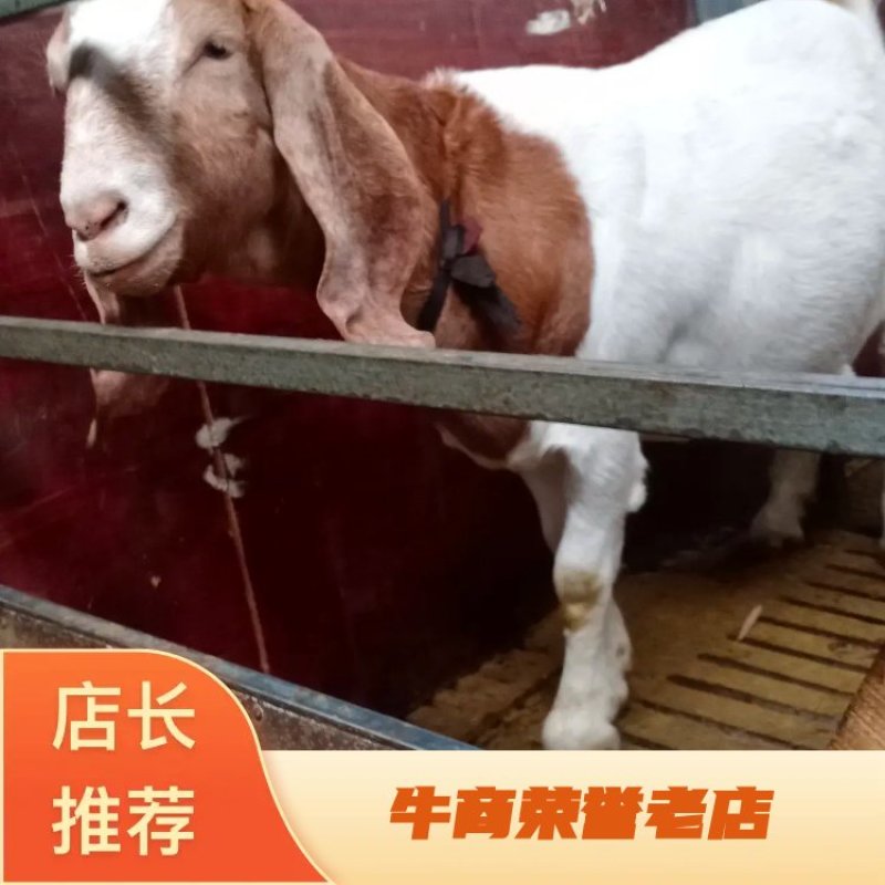波耳羊羔，大耳羊羔，努比亚黑山羊羊羔，售种羊