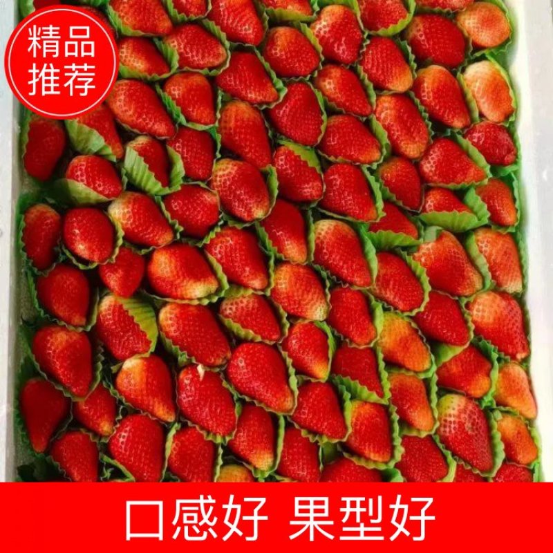 久香联盟口感好果型好现摘现发欢迎采购产地供货