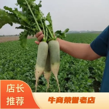 精品优质青萝卜，水果萝卜产地批发新货上市价格低，可视频看货