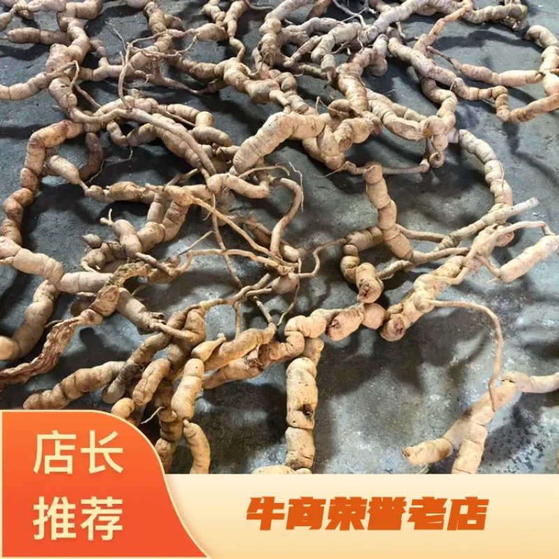 德庆高良立保野生特大巴戟天基地直供一手货源品质保证