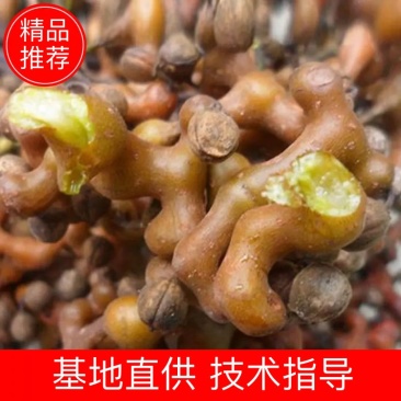 精选秦岭新鲜野生拐枣凤爪梨万寿果枳椇子泡酒泡水煲汤