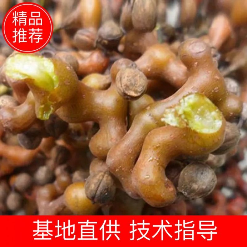精选秦岭新鲜野生拐枣凤爪梨万寿果枳椇子泡酒泡水煲汤