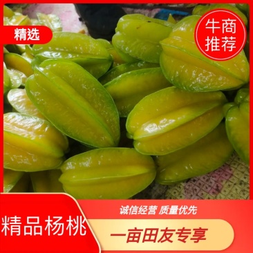 精品杨桃基地直供一手货源品质保证诚信经营欢迎采购
