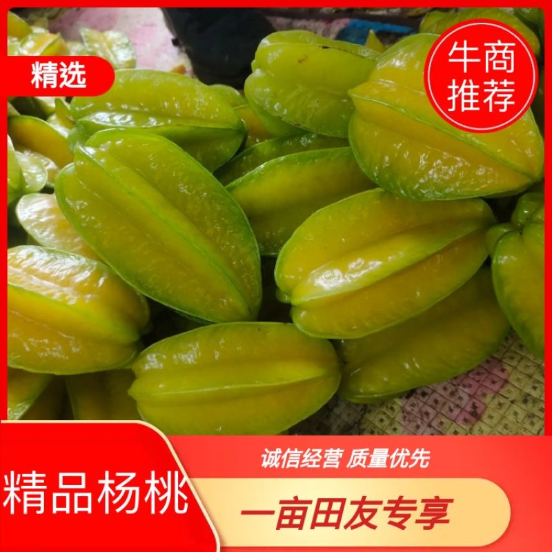 精品杨桃基地直供一手货源品质保证诚信经营欢迎采购