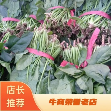 菠菜20~25厘米大量上市产地销售品质保证欢迎