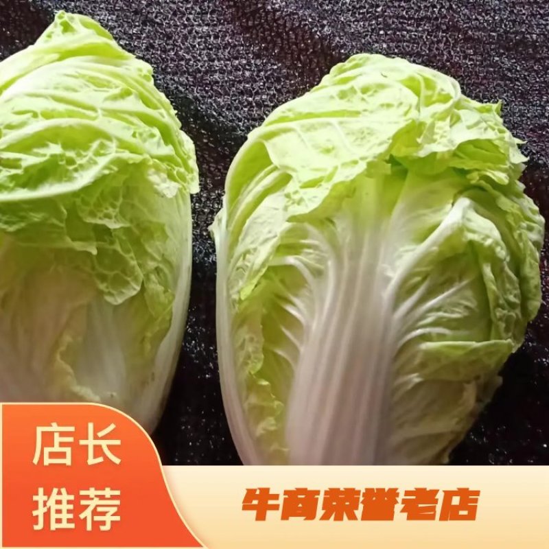 精品大白菜基地，夏阳白菜大量上市，要的联系品质高价格低