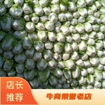 精品大白菜基地，夏阳白菜大量上市，要的品质高价格低