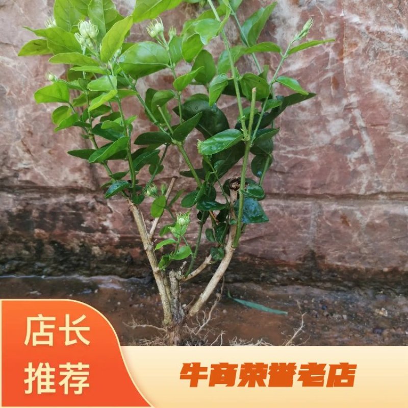 茉莉花包邮带花茉莉2年苗摆地摊网红产品5-9月有花苞