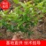直批5-6年茉莉花苗春季半成苗白色双瓣茉莉花苗园林绿化