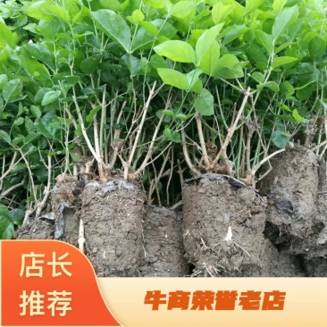 茉莉窝苗春季半成品苗广西横县茉莉基地直批质优价美
