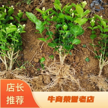 包邮4年茉莉花苗春季半成品苗白色双瓣茉莉苗园林绿化苗