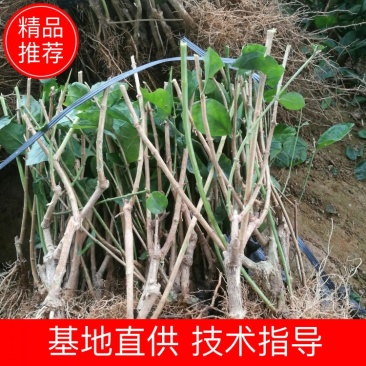 【爆品】包邮2年茉莉花苗春季半成品白色双瓣园林绿化工程苗