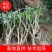 【爆品】包邮2年茉莉花苗春季半成品白色双瓣园林绿化工程苗