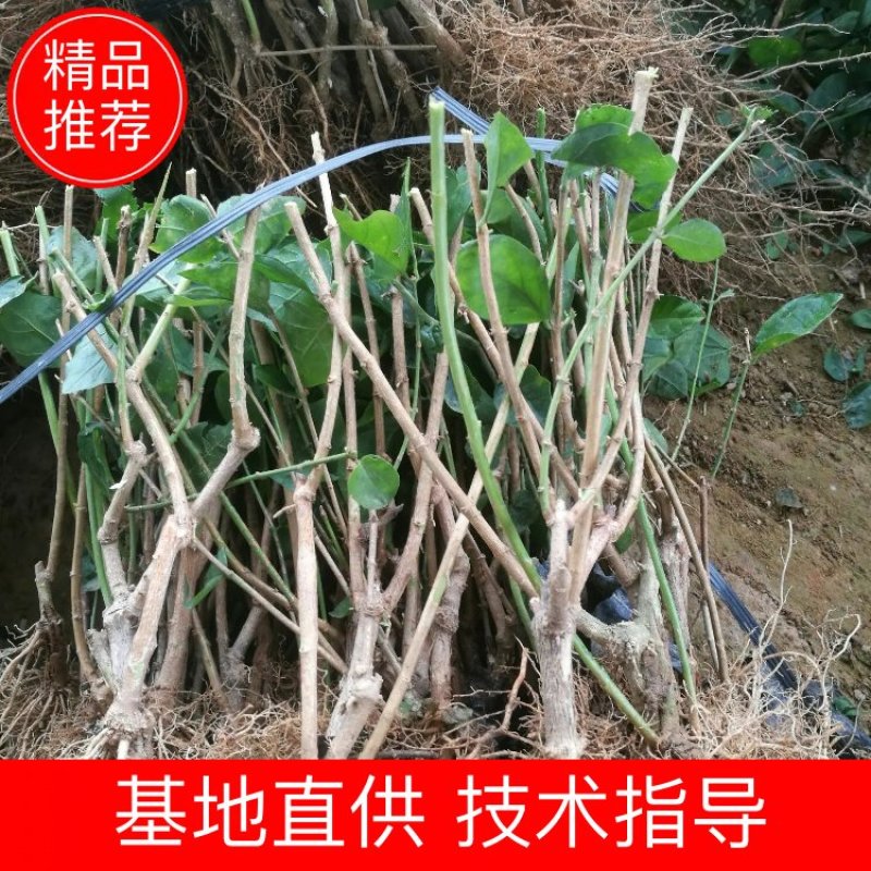 【爆品】包邮2年茉莉花苗春季半成品白色双瓣园林绿化工程苗