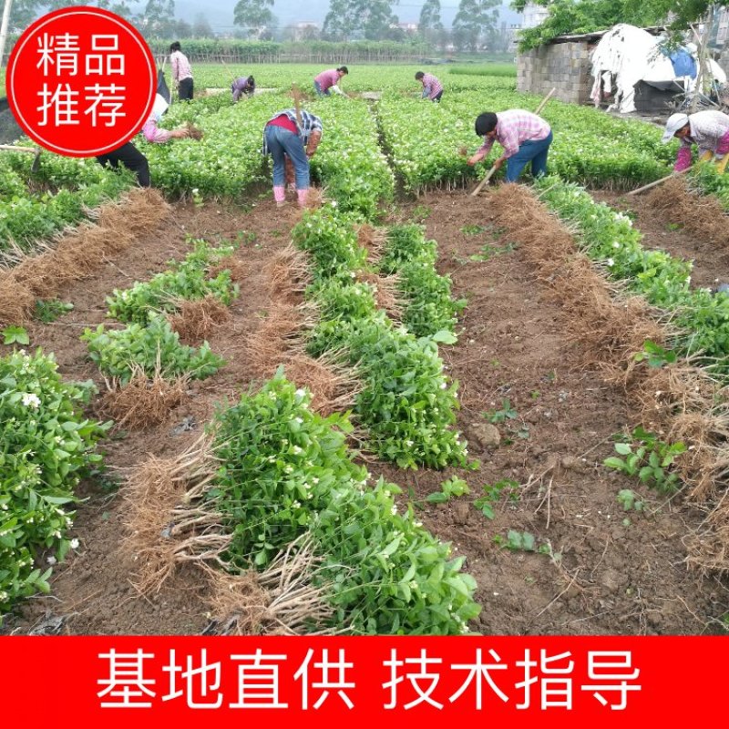 1-5年茉莉花苗春季剪枝后发货白色双瓣茉莉园林绿化工程苗